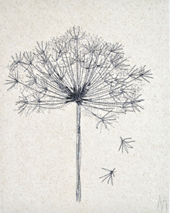 Annelies Morris, Schermbloem, 135 euro, Gemengde techniek met draad op papier zonder lijst, 32x25 cm