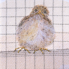 Nicole Ladrak, Musje licht 1455, 85 euro, Textie zonder lijst, 12x12 cm