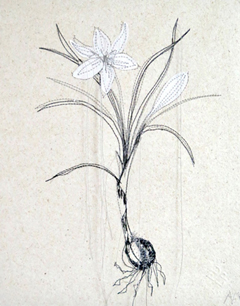 Annelies Morris, Krokus, 135 euro, Gemengde techniek met draad op papier zonder lijst, 32x25 cm