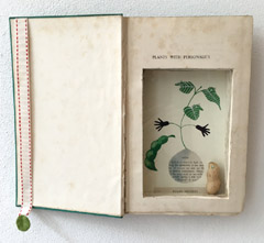 Tamar Rubinstein, Plants with personality, Gemengde techniek in oud boek, 29x23 cm, €.195,-