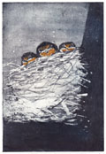 Barbara Wichers Hoeth, Jonge boeren zwaluwen in nest, Ets, 18x24 cm, €.195,-