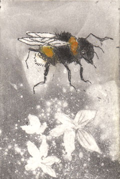 Barbara Wichers Hoeth, Hommel, 225 euro, Ets kleur in lijst, 25x20 cm