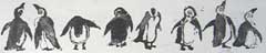 Barbara Wichers Hoeth, Pinguins, Ets, 40x20 cm, €.240,-