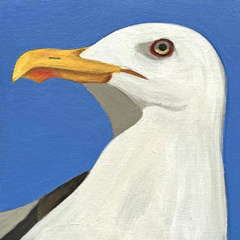 Yvonne Zomerdijk, Kleine meeuw, 85 euro, Olieverf op paneel zonder lijst, 10x10 (komt een beetje van de muur