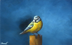 Marc van der Zwet, Pimpelmees kijkt om, 290 euro, olieverf op paneel in baklijstje, 13,3x8,3 cm