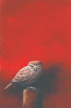Marc van der Zwet, Steenuil op steenrood, 320 euro, Olieverf op paneel in baklijstje, 9,7x14,7 cm