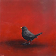 Marc van der Zwet, Merel op vierkant rood, 420 euro, Olieverf op paneel in witte baklijst, 17,2x17,2 cm